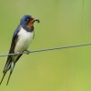  Vlaštovka obecná - Hirundo rustica - Barn Swallow 0307